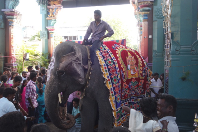 Au coeur de Pondichéry, un haut lieu de la religions hindoue: un grand temple est dédié au dieu à tête d'éléphant Ganesh. A l'entrée de ce temple, un éléphant bénit les dévots.
