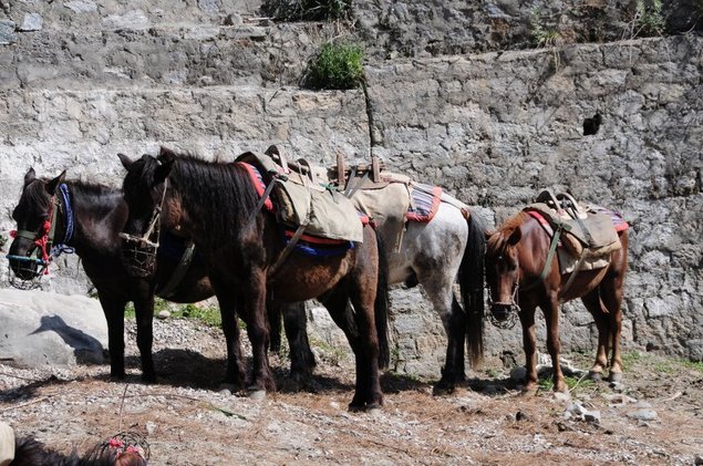 Nos chevaux qui porteront le matériel et les provisions