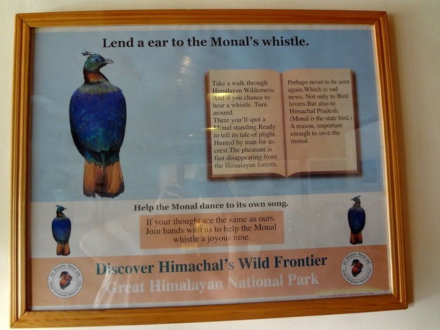 Le monal bleu de l'Himachal, un oiseau emblématique qui se fait rare