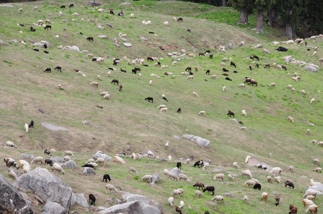 Moutons à perte de vue