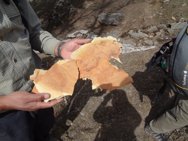 Ecorce d'arbre utilisée jadis comme papier