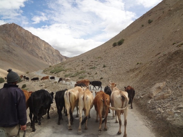 Route vers Langza ... à partager avec les vaches Route vers Langza ... à partager avec les vaches