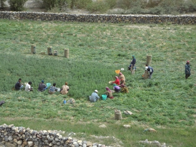 La récolte de petits pois bat son plein La récolte de petits pois bat son plein