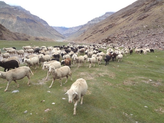 Notre campement est submergé par un troupeau de moutons. 700 bêtes ! On dit que les animaux s'immunisent et deviennent plus fertiles en séjournant dans la région