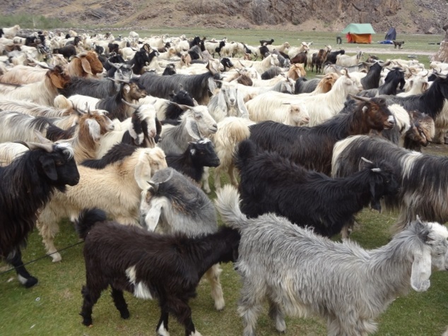 Le lendemain matin, ce sont des chèvres qui traversent notre camp Le lendemain matin, ce sont des chèvres qui traversent notre camp