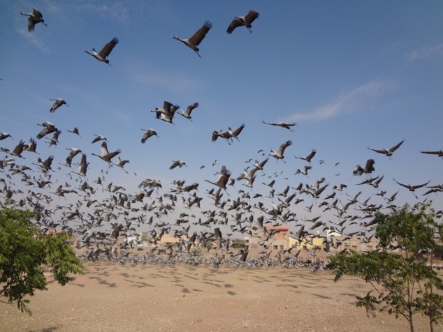 Courte halte pour admirer des grues demoiselles - qui reviennent chaque année dans le petit village de Kichan. Courte halte pour admirer des grues demoiselles - qui reviennent chaque année dans le petit village de Kichan.