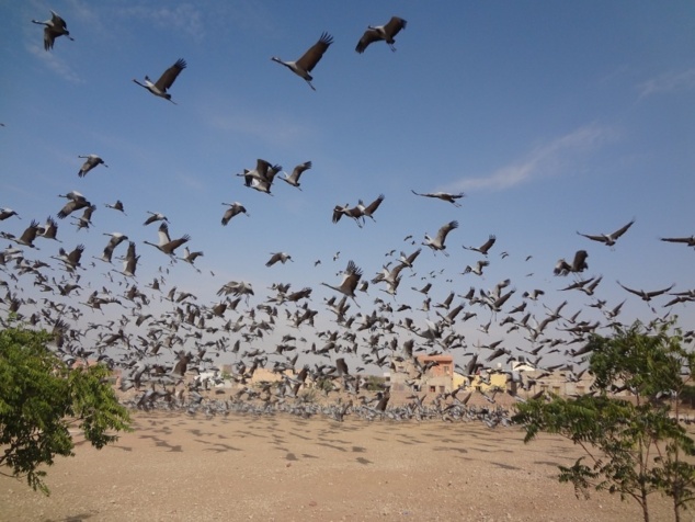 Courte halte pour admirer des grues demoiselles - qui reviennent chaque année dans le petit village de Kichan.