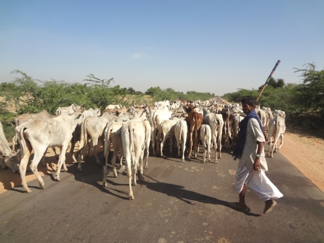 Nous partageons la route avec les vaches. Nous partageons la route avec les vaches.