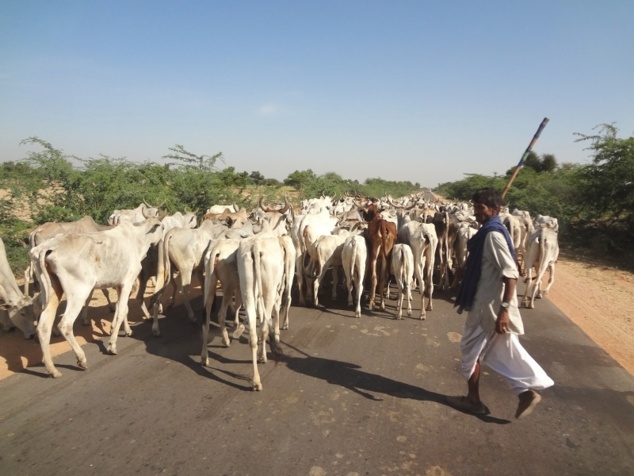 Nous partageons la route avec les vaches.