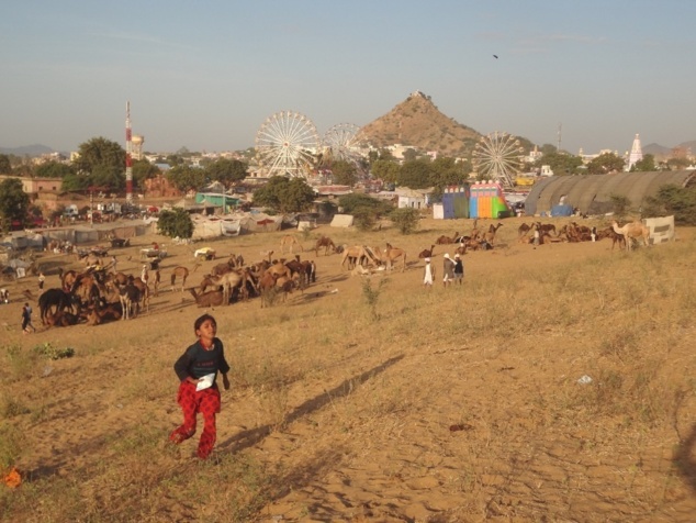 La grande foire aux chameaux de Pushkar. Tandis que les tractations vont bon train, on s'étourdit aussi sur les ménages de la fête foraine.