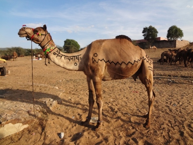 Ce jeune chameau vient d'être vendu. Il porte sur le cou le nom de son nouveau propriétaire : " Nainarâyanâth ".