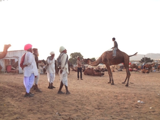 Regards d'experts sur un chameau monté à cru par un jeune garçon.
