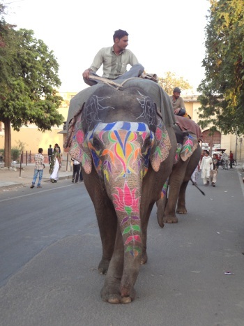 On peut voir des éléphants à Jaipur. Ils étaient nombreux à l'époque du royaume. Ils participent encore aux grandes cérémonies et le reste du temps ils promènent les touristes.
