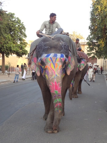 On peut voir des éléphants à Jaipur. Ils étaient nombreux à l'époque du royaume. Ils participent encore aux grandes cérémonies et le reste du temps ils promènent les touristes. On peut voir des éléphants à Jaipur. Ils étaient nombreux à l'époque du royaume. Ils participent encore aux grandes cérémonies et le reste du temps ils promènent les touristes.