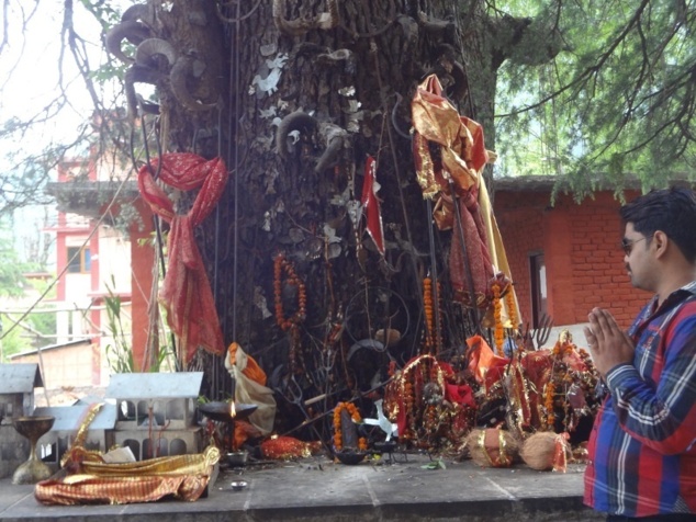 Petit autel au pied d'un arbre dédié à Ghatotkacha, le fils d'Hadimbâ. Celui qui est présenté dans le Mahâbhâratâ comme un valeureux guerrier, est censé protéger de nos jours les nouvelles constructions. D'où les maquettes de maisons déposés sur la plateforme Petit autel au pied d'un arbre dédié à Ghatotkacha, le fils d'Hadimbâ. Celui qui est présenté dans le Mahâbhâratâ comme un valeureux guerrier, est censé protéger de nos jours les nouvelles constructions. D'où les maquettes de maisons déposés sur la plateforme