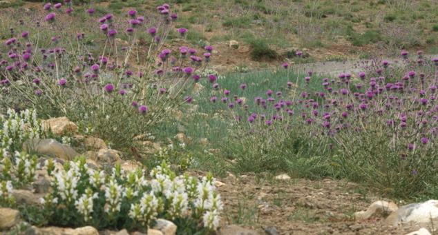 Vallée de la Spiti