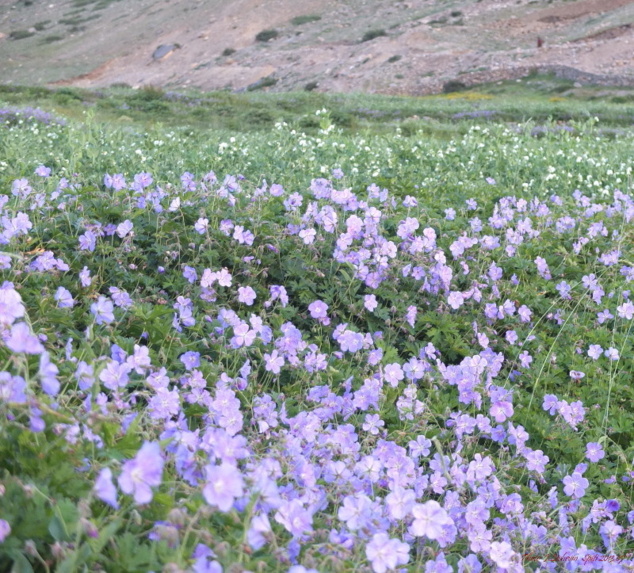 Vallée de la Spiti