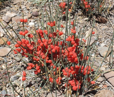 Ephedra gerardiana Ephedra gerardiana