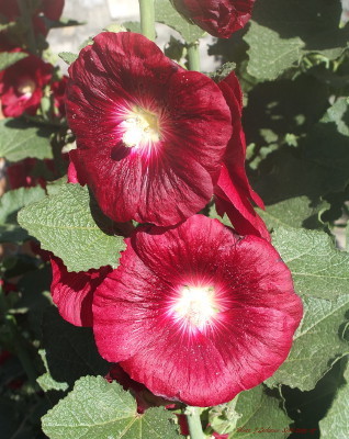 Alcea rosea Alcea rosea