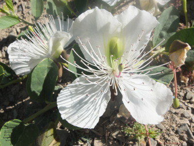 Capparis ou Indian Capper Capparis ou Indian Capper