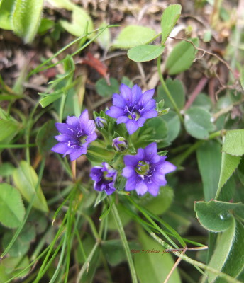 Gentiana