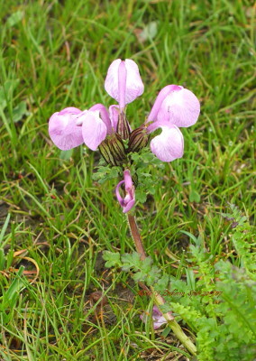 Rhinantoides pedicularis Rhinantoides pedicularis