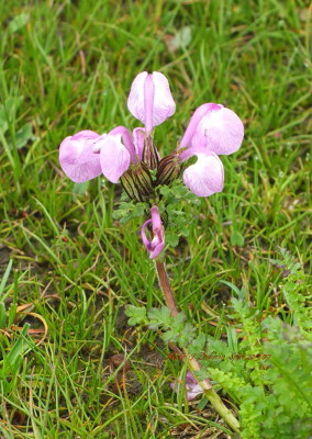 Rhinantoides pedicularis