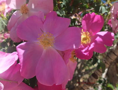 Rosa webbiana Rosa webbiana