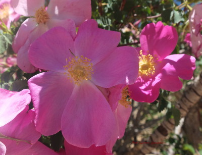 Rosa webbiana