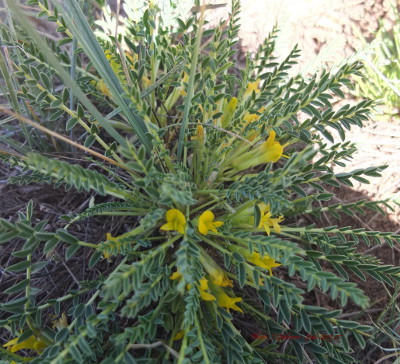 Sophora Sophora