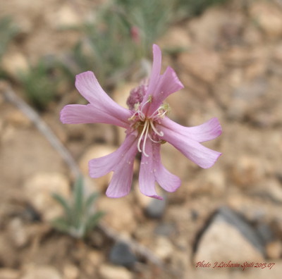 Dianthus anatolicus Dianthus anatolicus