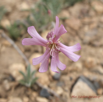 Dianthus anatolicus