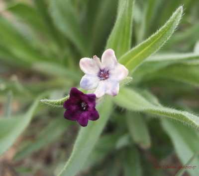 Arnebia euchromia