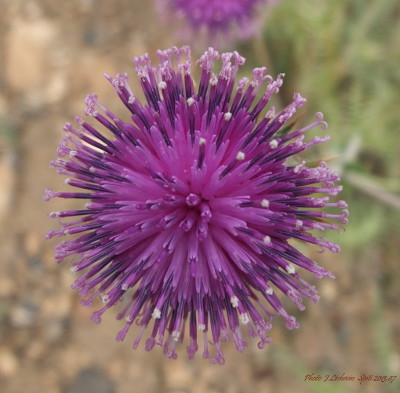 Cousinia thomsonii Cousinia thomsonii