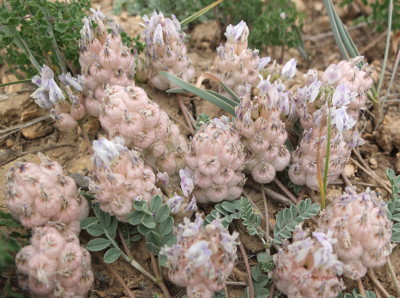 Astragalus nivalis ou Snow Milk Vetch Astragalus nivalis ou Snow Milk Vetch