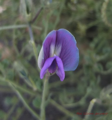 Indigo Indigo