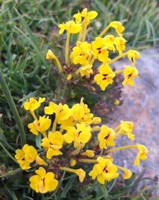Corydalis Corydalis