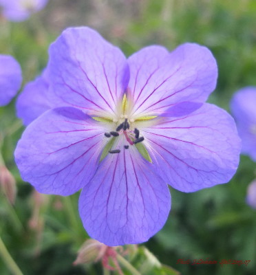 Geranium pratense