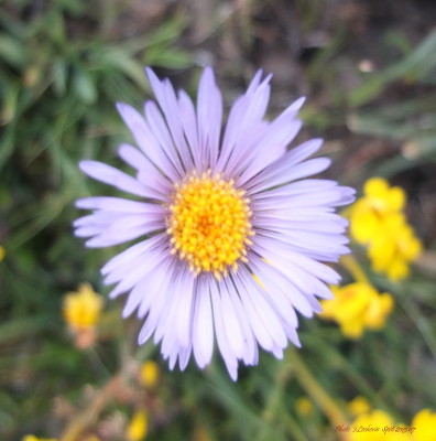 Aster Aster