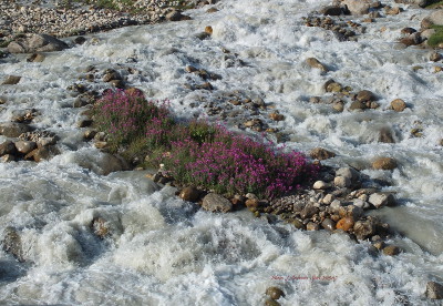 Quand le torrent caresse les fleurs et quand les fleurs se jouent des flots tumultueux.