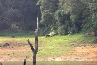 Un sanglier entre dans le sous-bois.