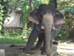 INDE DU SUD: éléphants kéralais. INDE DU SUD: éléphants kéralais.