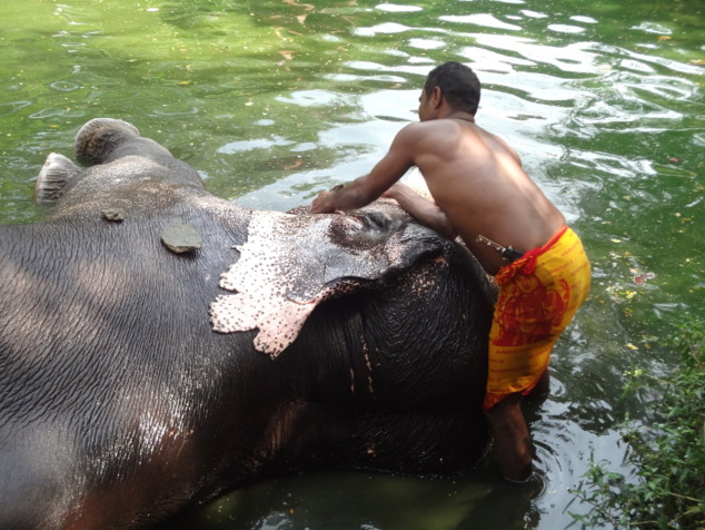 On nous a dit que les animaux ont droit à un bain quotidien. Ils adorent bien sûr se faire bichonner et la fraîcheur de l'eau. On nous a dit que les animaux ont droit à un bain quotidien. Ils adorent bien sûr se faire bichonner et la fraîcheur de l'eau.