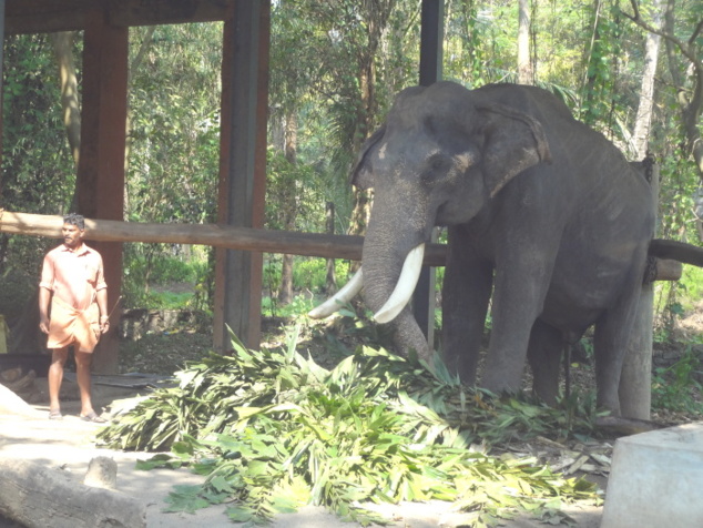 Repas éléphantesque. Un éléphant absorbe pas moins de 300 kg de fourrage par jour.