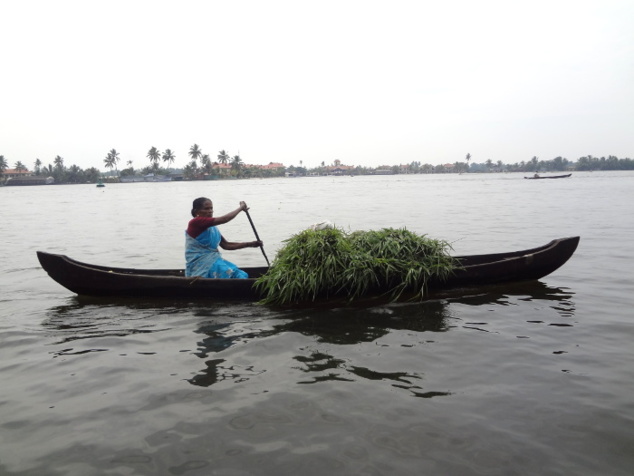 Une femme transporte du fourrage dans sa pirogue. Une femme transporte du fourrage dans sa pirogue.