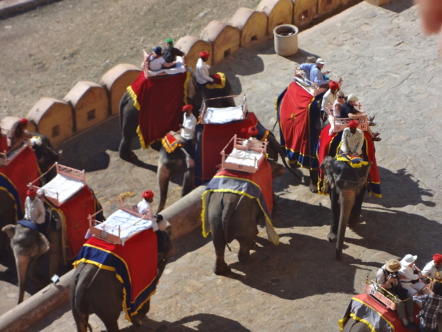 Les éléphants qui montent et descendent sans discontinuité forment une véritable noria pour acheminer au sommet le flot des touristes. Les éléphants qui montent et descendent sans discontinuité forment une véritable noria pour acheminer au sommet le flot des touristes.