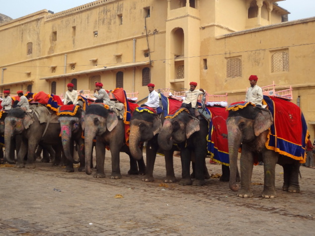 Les éléphants se rangent côte à côté en attendant leur tour.