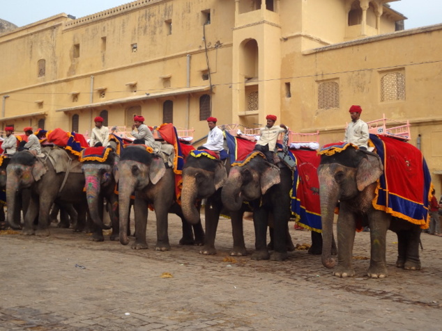 Les éléphants se rangent côte à côté en attendant leur tour. Les éléphants se rangent côte à côté en attendant leur tour.