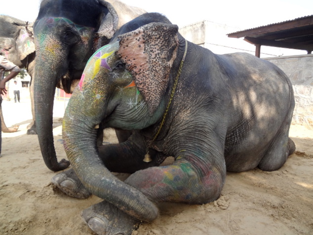 Eléphants au repos.