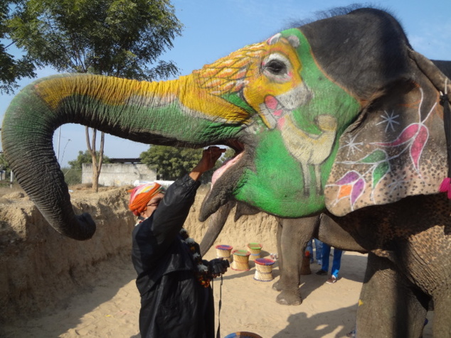 Pour que les éléphants s'habituent à nous, à notre odeur, nous commençons par les nourrir. Les éléphants adorent les bananes, c'est leur friandise préférée. Pour que les éléphants s'habituent à nous, à notre odeur, nous commençons par les nourrir. Les éléphants adorent les bananes, c'est leur friandise préférée.